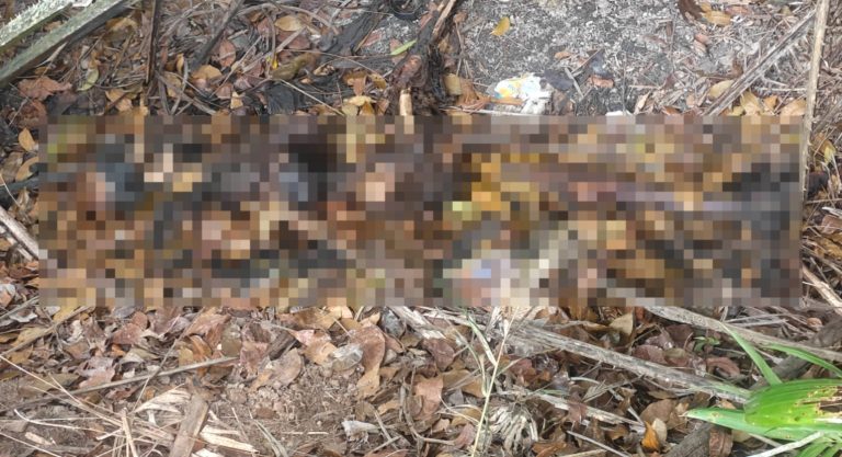 Jatanras Polda Sumsel Temukan Jenazah Lansia yang Dilaporkan Hilang di Banyuasin, Kondisinya Mengerikan. Foto; dokumen/bayanaka.co